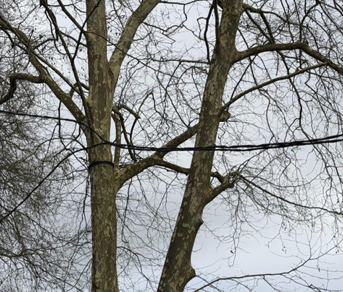 Cables, tornillos y cuerdas «asfixian» ejemplares. | G.NÚÑEZ