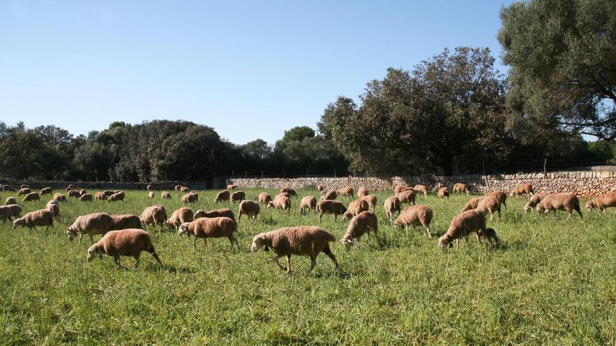 Herrera del Duque, en el calendario oficial de certámenes de ganado selecto de 2026