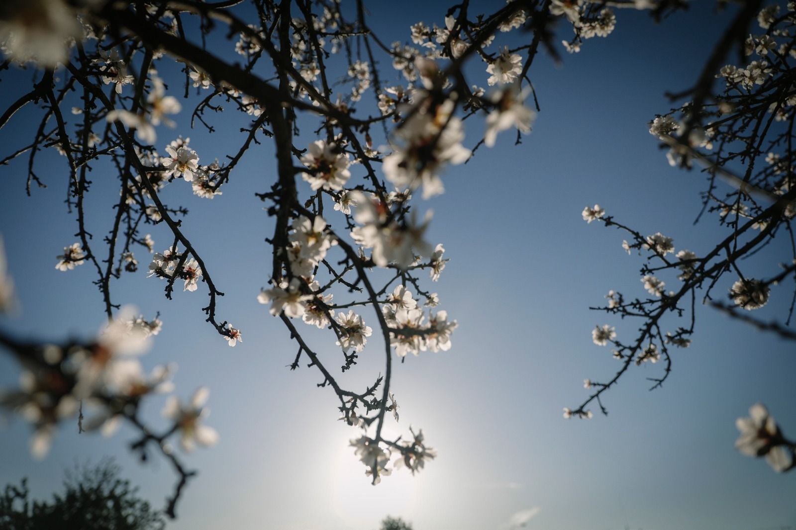 Las fotos del espectáculo de los almendros en flor en Mallorca