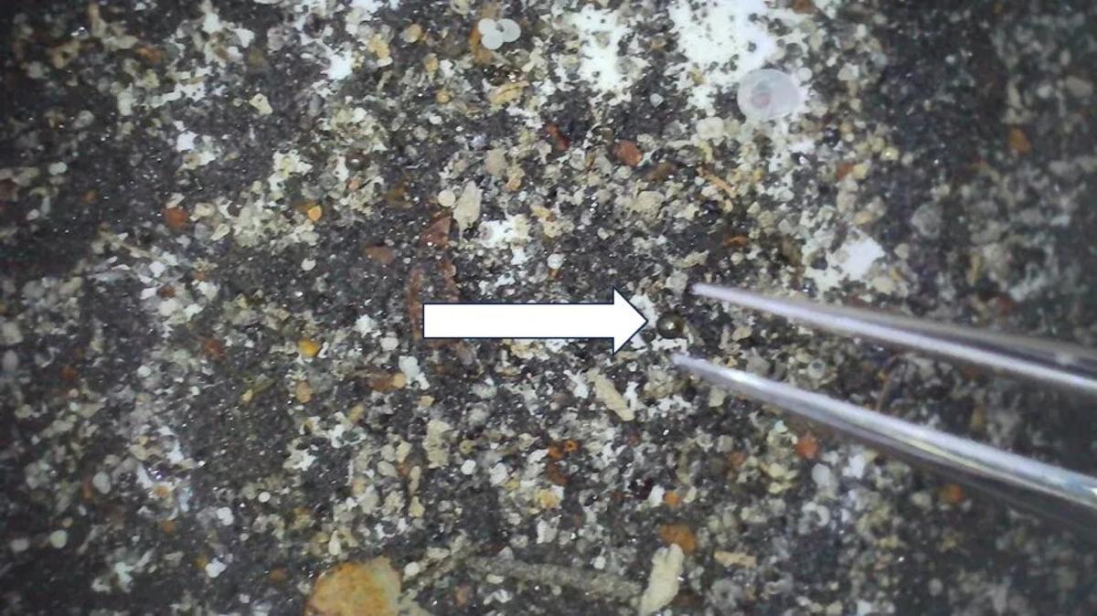 Material recolectado del trineo magnético en el sitio de IM1, que muestra una esférula rica en hierro de 0,4 milímetros de diámetro (flecha blanca) entre un fondo de desechos.