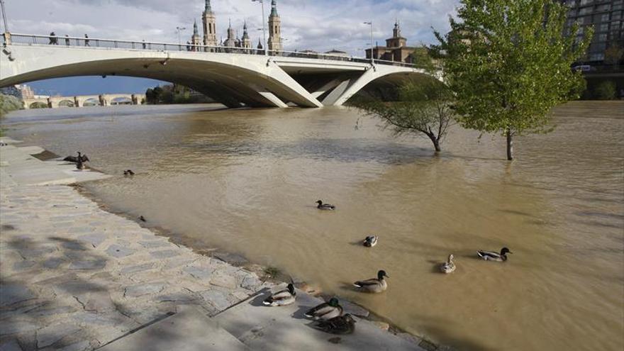 La crecida ordinaria del Ebro anega las primeras hectáreas