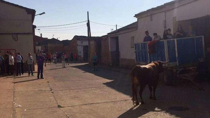 Los espectáculos taurinos animan las fiestas de Morales en honor de San Roque