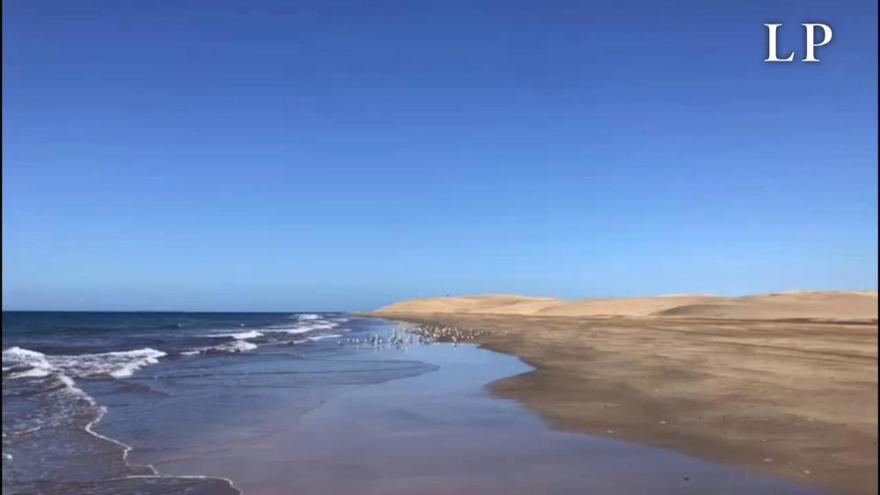 Coronavirus en Canarias | Gaviotas en las Dunas de Maspalomas