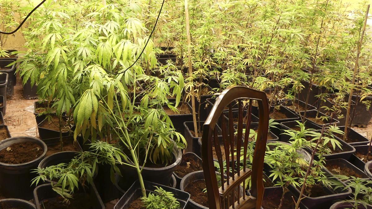 Uno de los puntos de venta de sustancias estupefacientes y cultivo de marihuana localizados por la Policía Nacional