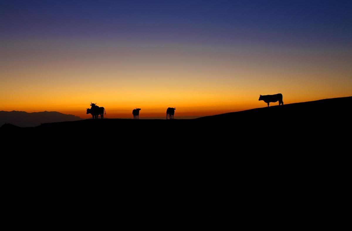 Vacas al atardecer en Cotobeyo