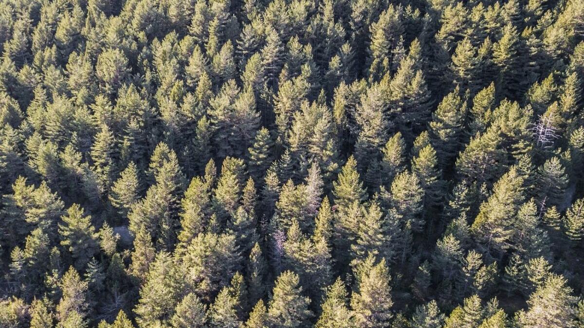 La factura electrónica ahorró talar 13.000 pinos en 2020 en España