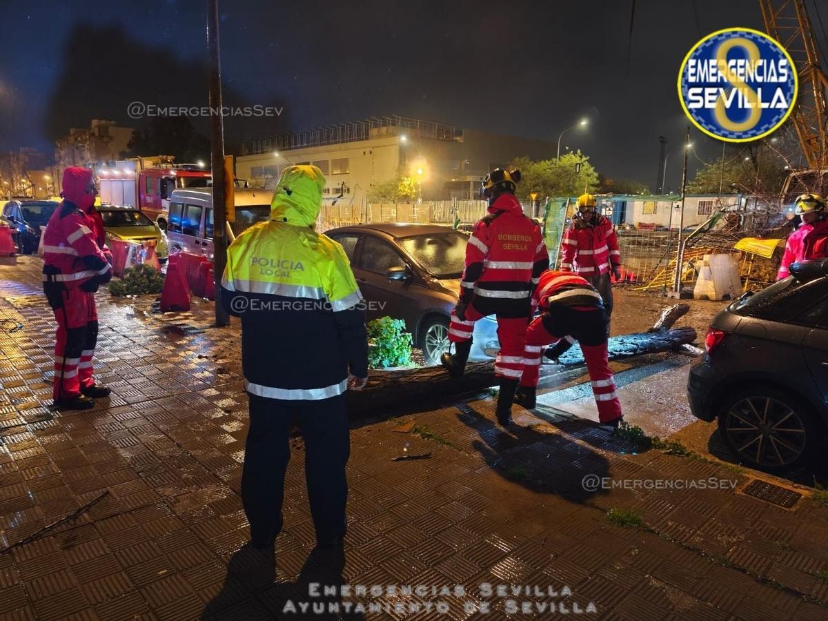 Equipos de emergencia retiran un árbol caído en Sevilla tras las 80 incidencias registradas por los vientos y lluvias de la borrasca Leonardo. Sevilla, España, 4 de febrero de 2026.