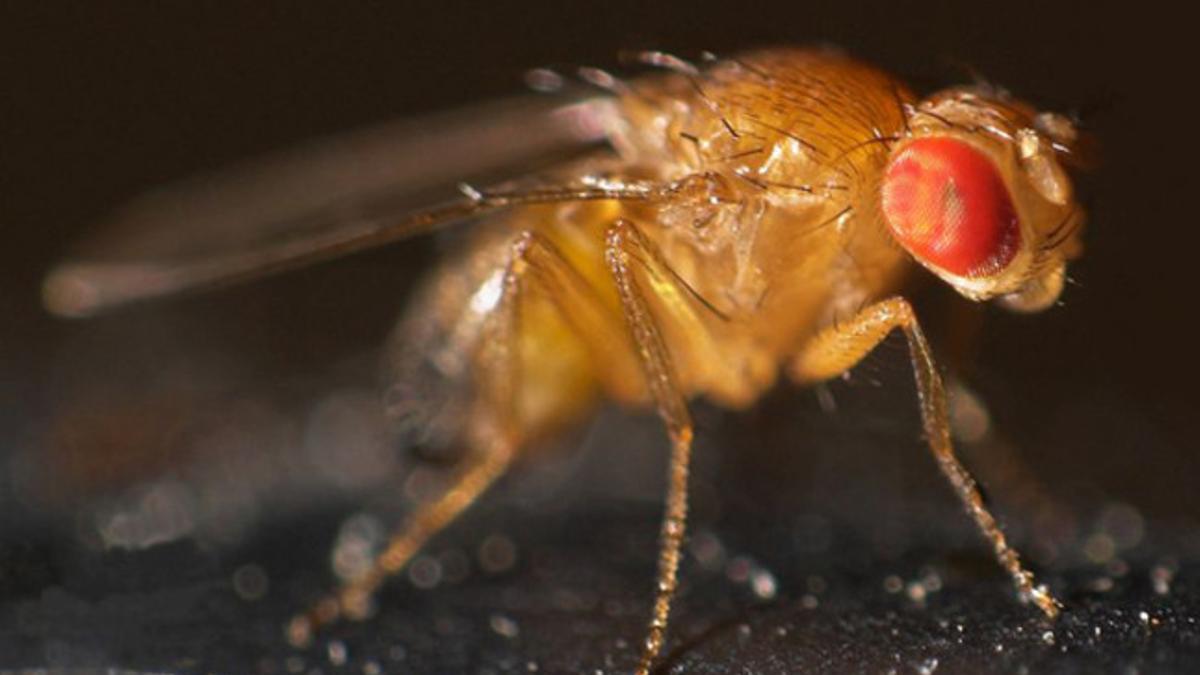 Ejemplar de mosca drosophila,