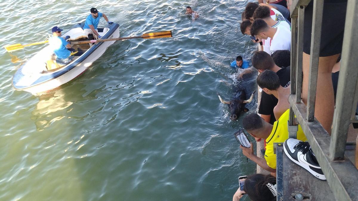 El toro saca la cabeza y se mantiene a flote junto al muelle en los "bous a la mar" de Dénia