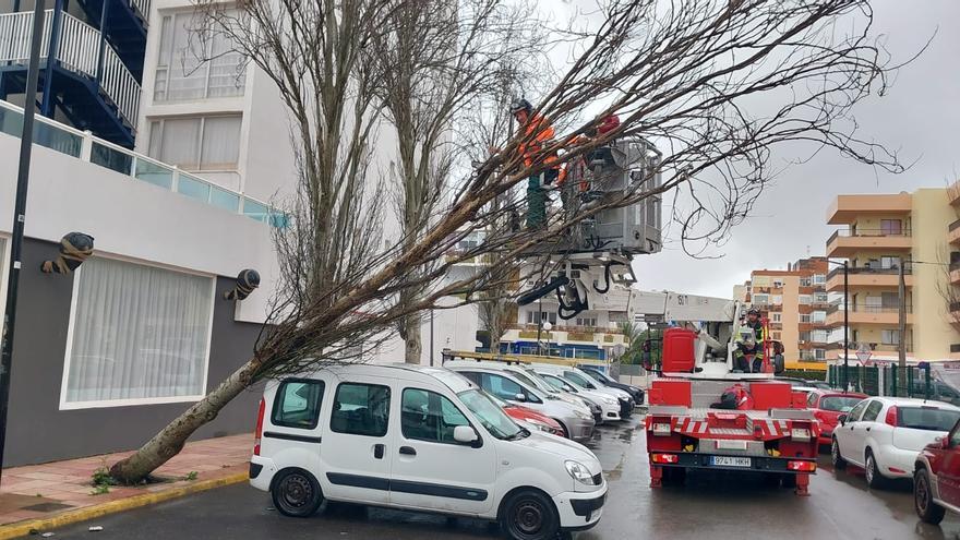 Un árbol de gran tamaño cae sobre una furgoneta en Ibiza