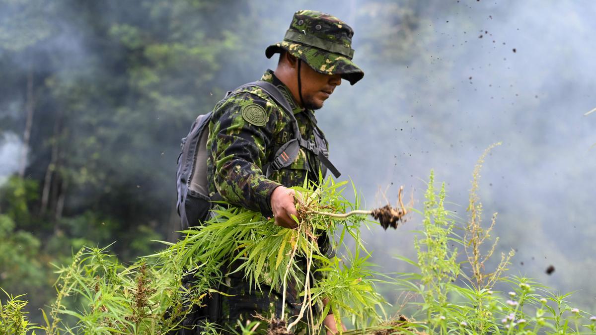 Autoridades de Indonesia queman plantaciones de marihuana en Aceh