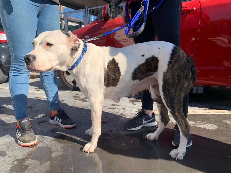 Encuentran en un robo con violencia a varios perros sustraídos