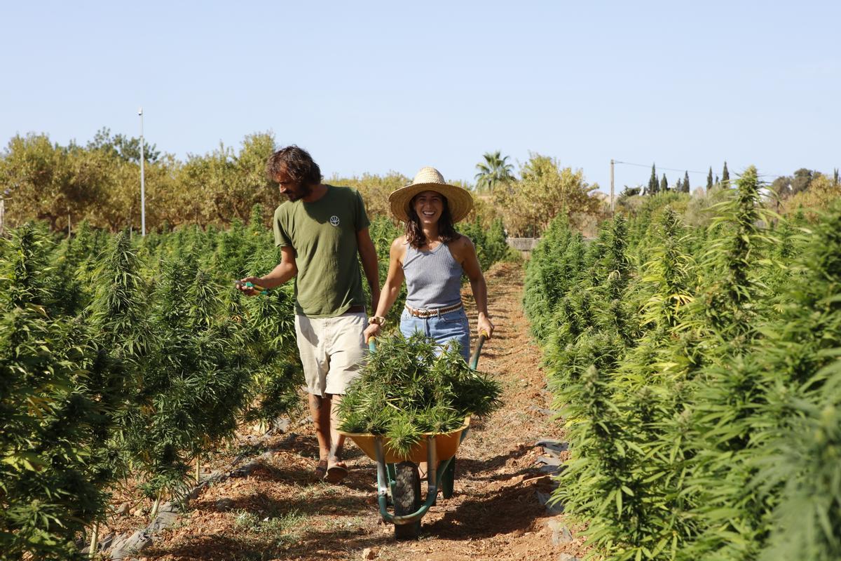 "Marihuana light" – Plantage auf Mallorca