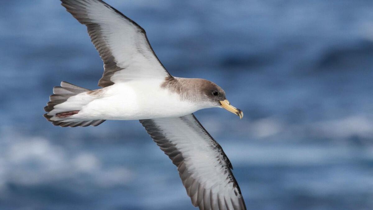 Miles de pardelas caen cegadas al suelo en Tenerife por la contaminación lumínica