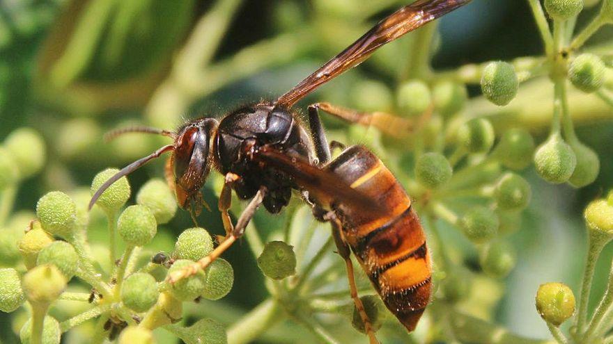 Caldes captura 73 vespes asiàtiques