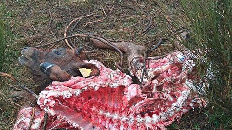 Restos de una de las terneras muertas por los lobos en la sierra.