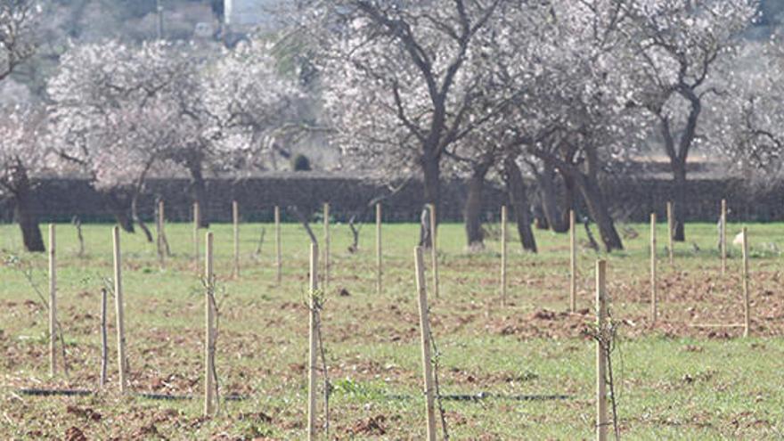 Imagen de uno de uno de los terrenos que se ha repoblado con nuevos almendros.