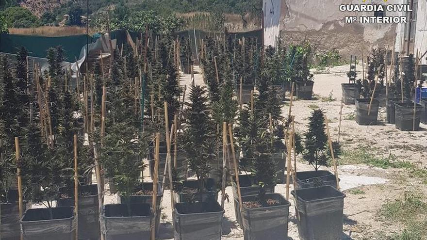 Desmantelan una plantación de marihuana en una casa de campo de Xixona