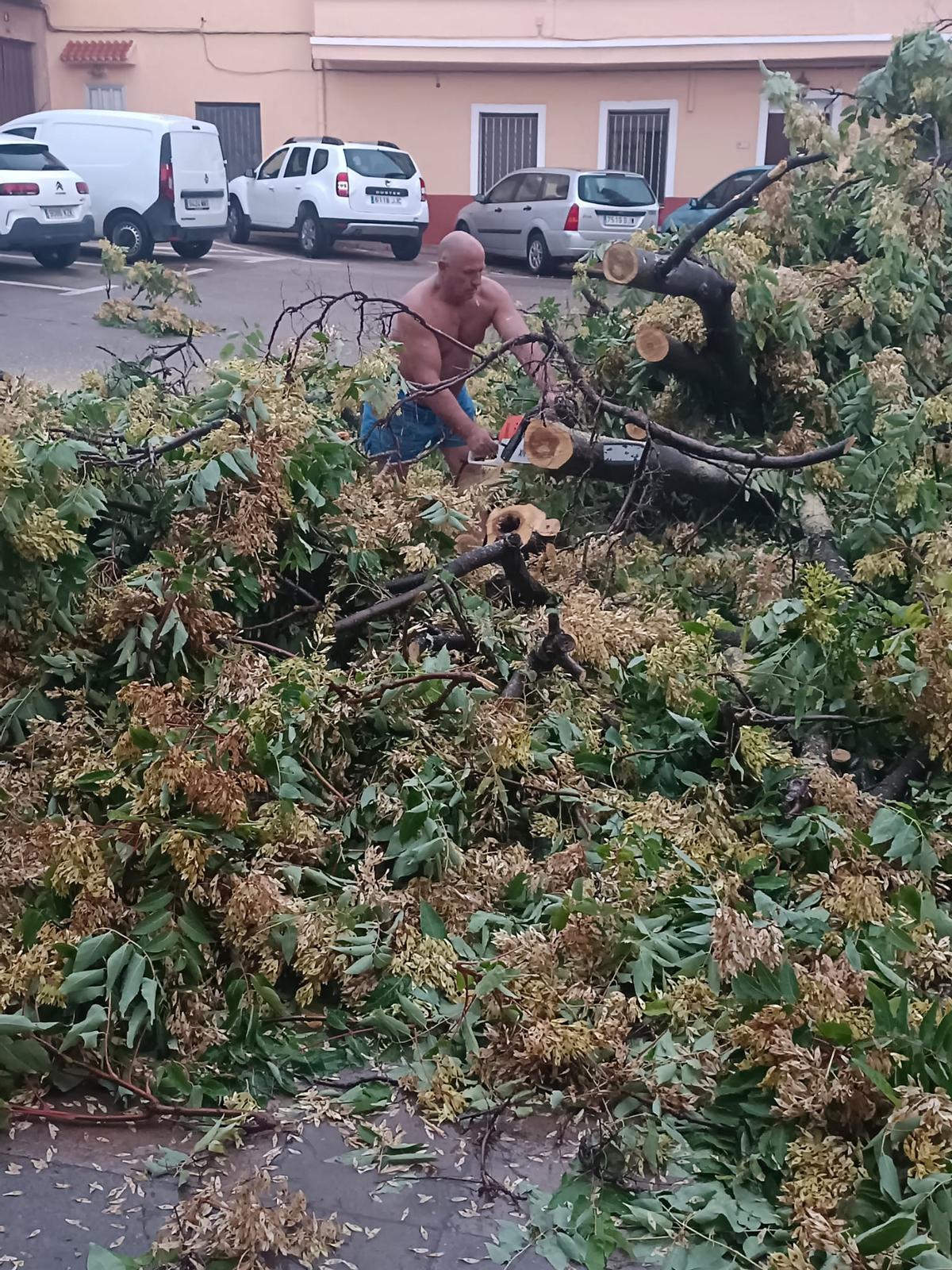 Cae el histórico árbol de la plaza de la Iglesia de Estivella tras el fuerte temporal