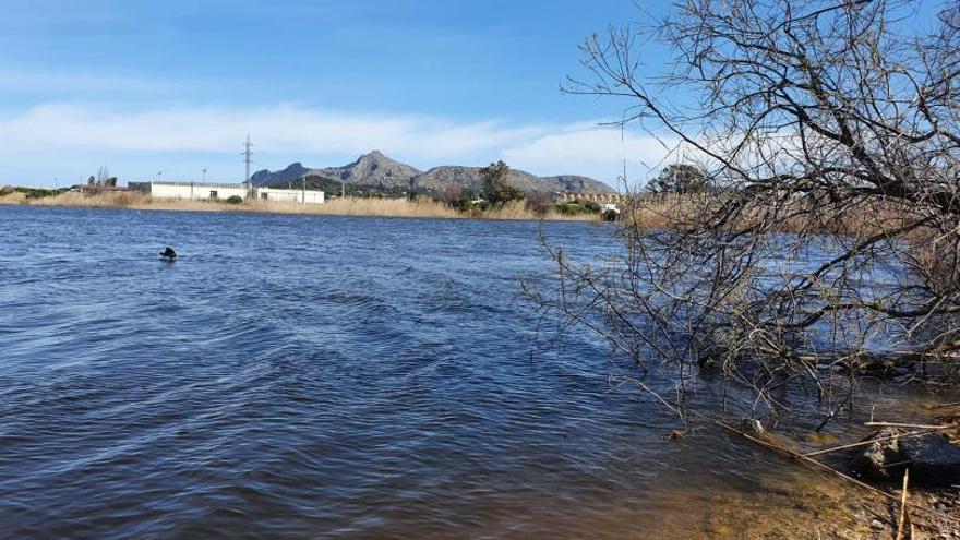 La restauración de humedales mejorará el estado ecológico de la bahía de Alcúdia