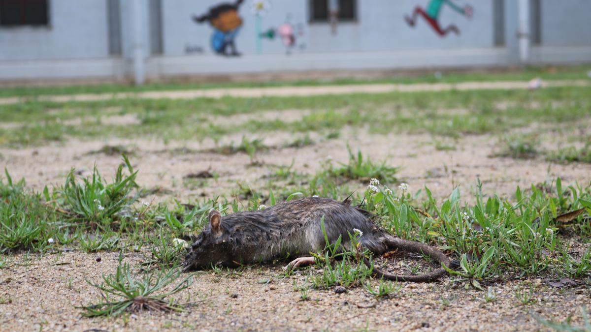 Una rata muerta en el patio del Casal Cívico de La Mina, en Sant Adrià de Besòs.