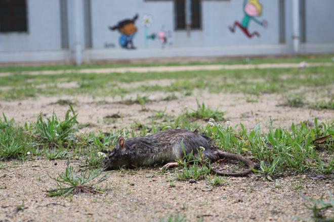 Una rata muerta en el patio del Casal Cívico de La Mina, en Sant Adrià de Besòs.