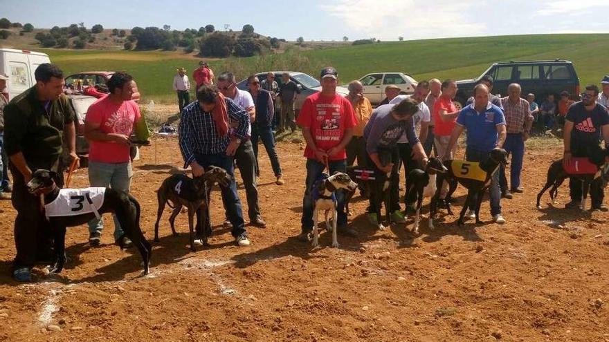 Galgos y música en el Lunes de Aguas de Villabuena del Puente