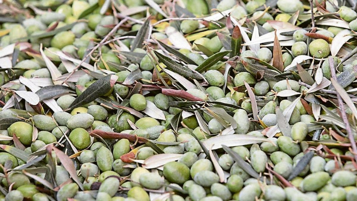 Olive oil with PGI status | VICENT MARÍ