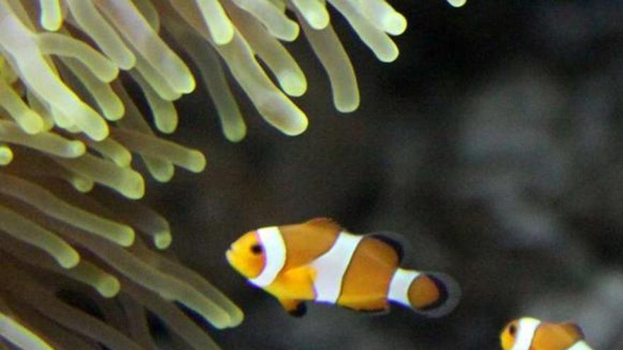 Dos ejemplares de &quot;pez payaso&quot; (el Nemo) en el acuario grovense, ayer.