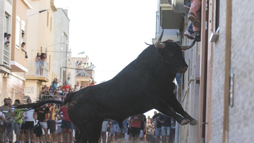 Las asociaciones taurinas piden retomar la temporada de &quot;bous al carrer&quot; en julio