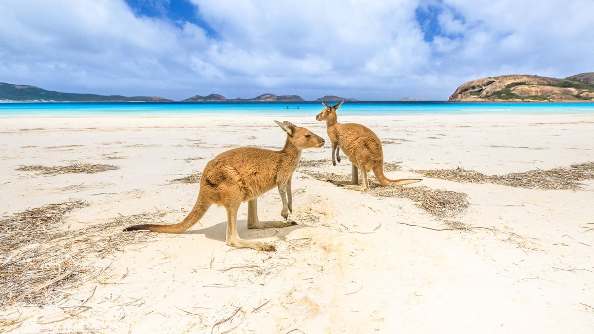 Nuestra nueva obsesión es esta playa australiana con arena blanca, aguas turquesa... y familias de canguros que hacen compañía a los bañistas