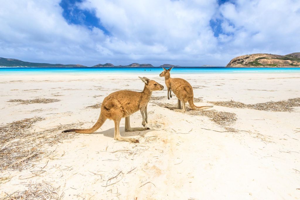 En esta playa de Australia puedes bañarte rodeado de canguros