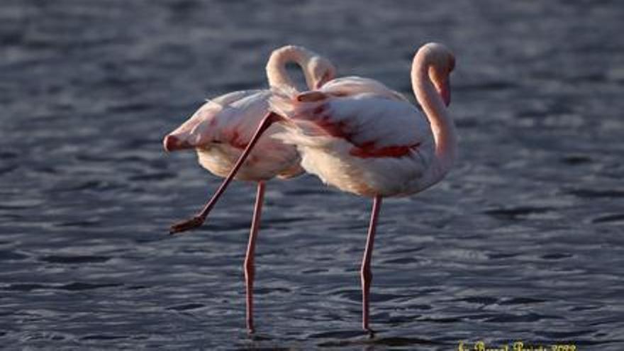 Erstmals Flamingos in freier Wildbahn auf Mallorca geschlüpft