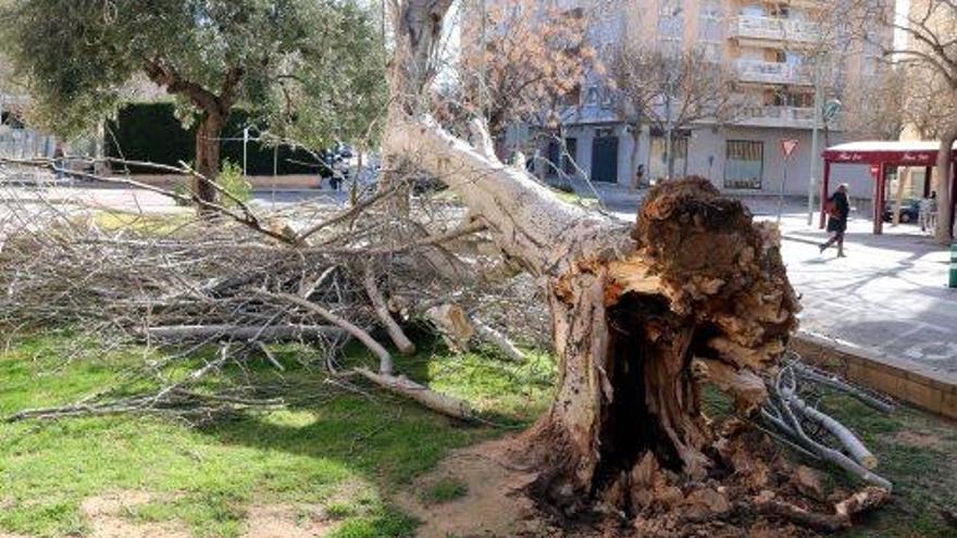 Un arbre tombat pel vent a Tarragona