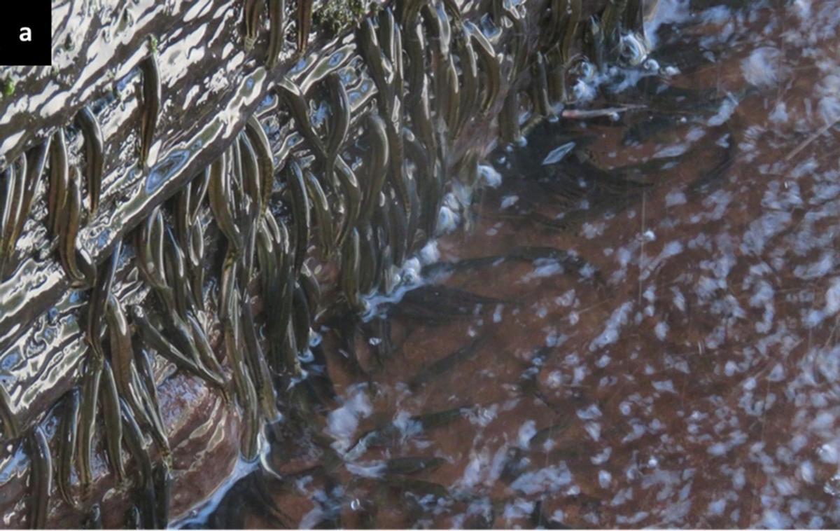 A la izquierda, numerosos peces escalando la catarata