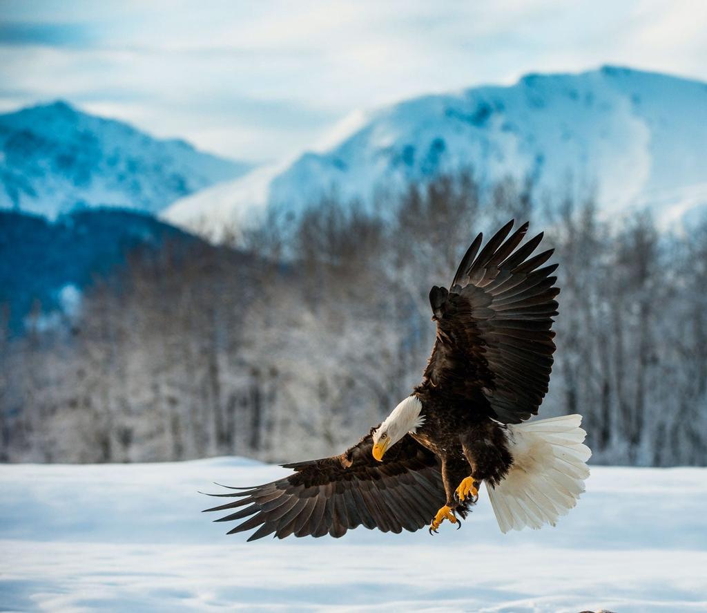 Bald Eagle