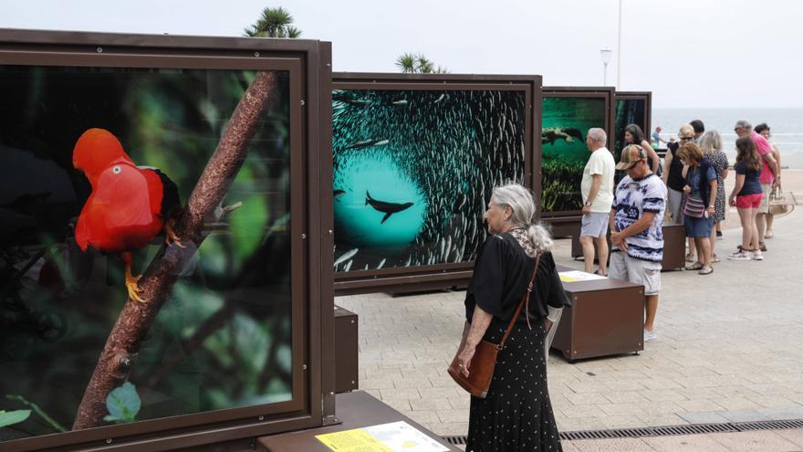 Un viaje por el mundo sin salir de Gijón: así es la nueva exposición en los Jardines del Náutico