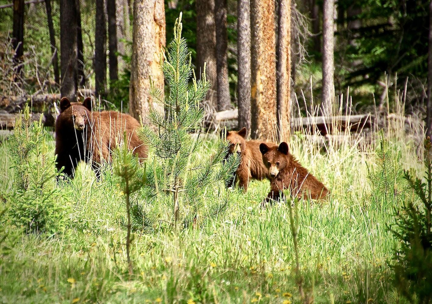 Jasper, en las Montañas Rocosas, es un destilo idílico de naturaleza y fauna