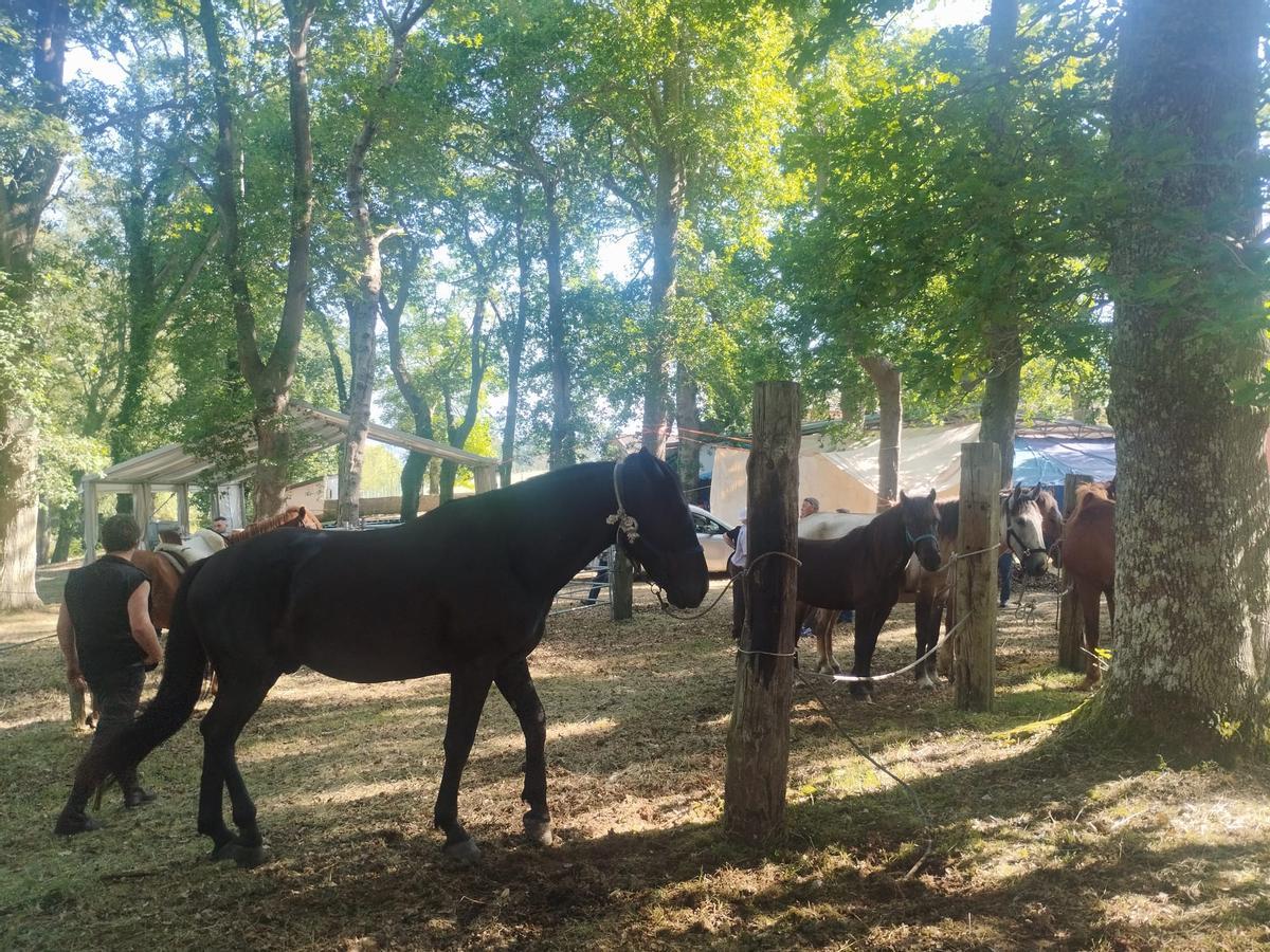 La feria sin vacas de San Pedro de Mallecina, en Salas, en imágenes