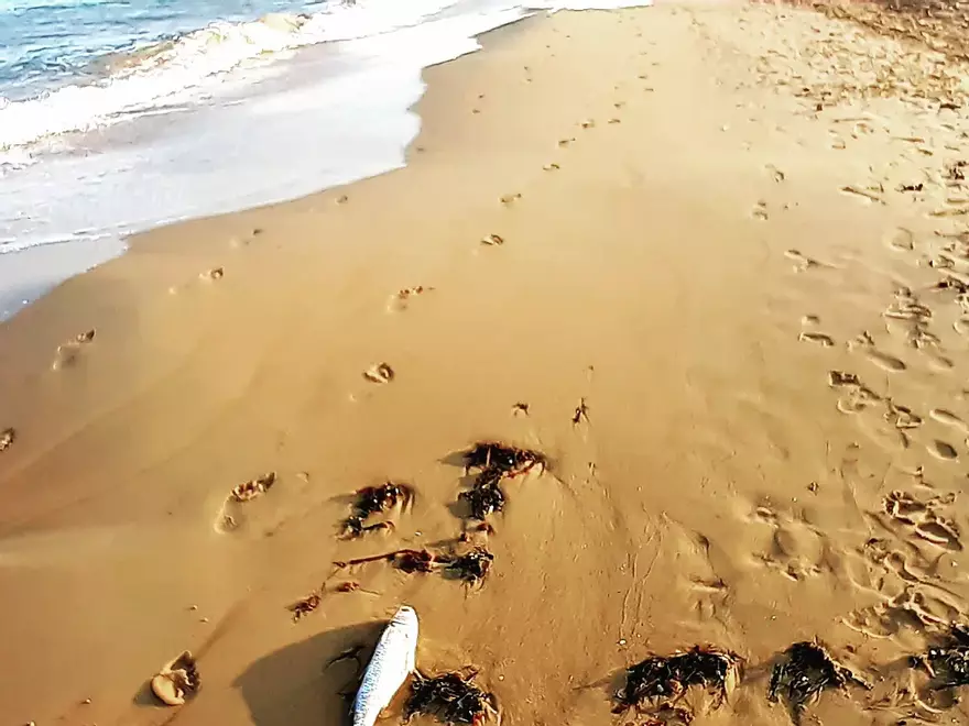 Imagen de los peces muertos que han aparecido en la playa de Guardamar