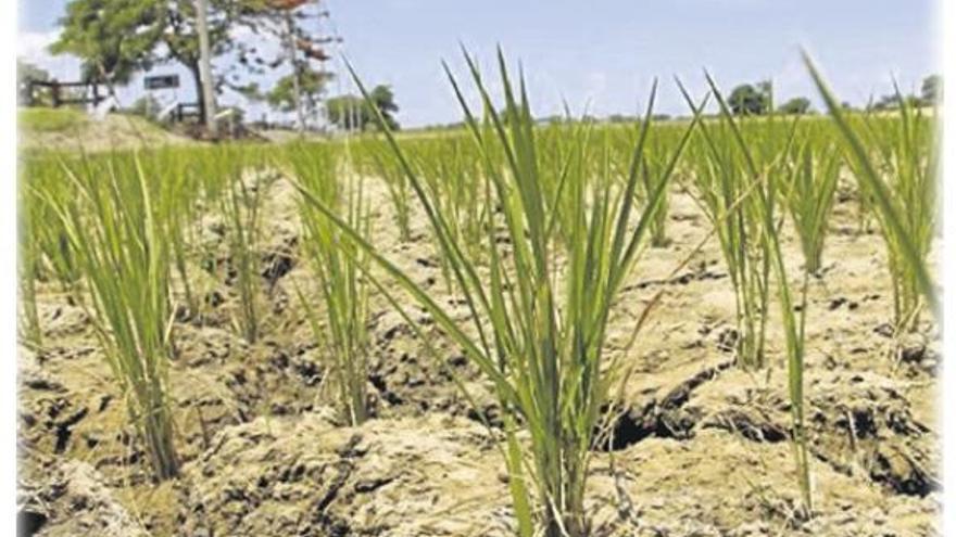 El pago de cotizaciones de las tierras extremeñas afectadas por sequía se aplaza un año