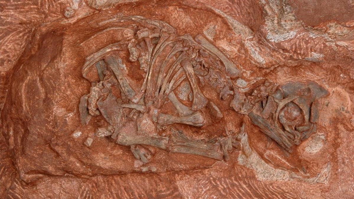 Fósil del embrión de un 'Massospondylus', dinosaurio con el que se confundía la nueva especie