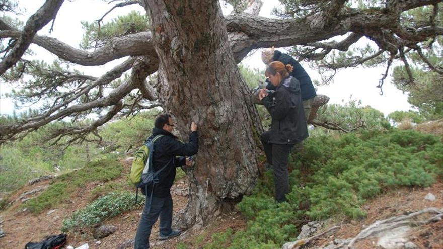 Un estudio de los árboles más viejos permite conocer el clima del pasado