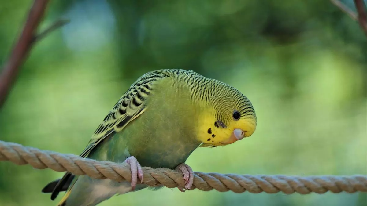 Los patos no potan: ¿por qué no pueden vomitar las aves?