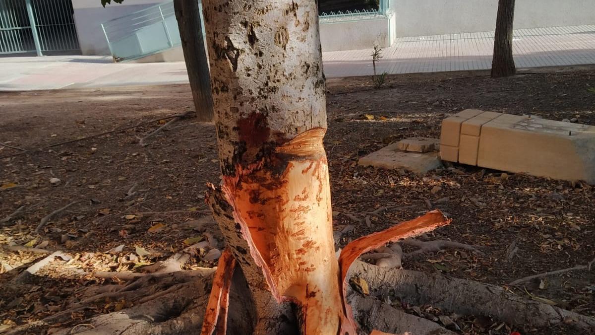 Daños que presuntamente ha causado en uno de los árboles con un hacha.