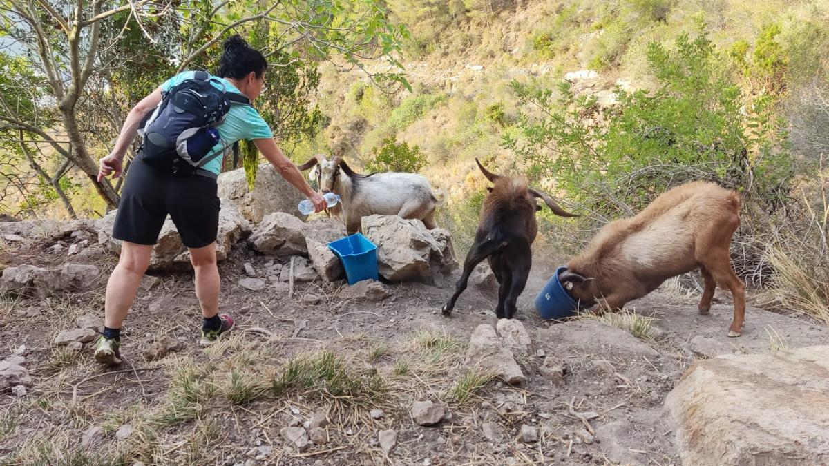 Una mujer vierte agua en un cubo para que las cabras puedan beber en la zona de les Fontetes de Cantus