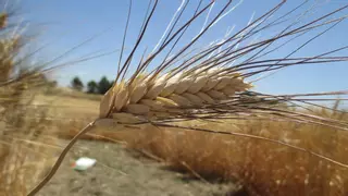 Cooperativas Agroalimentarias critica la crisis en el cereal andaluz