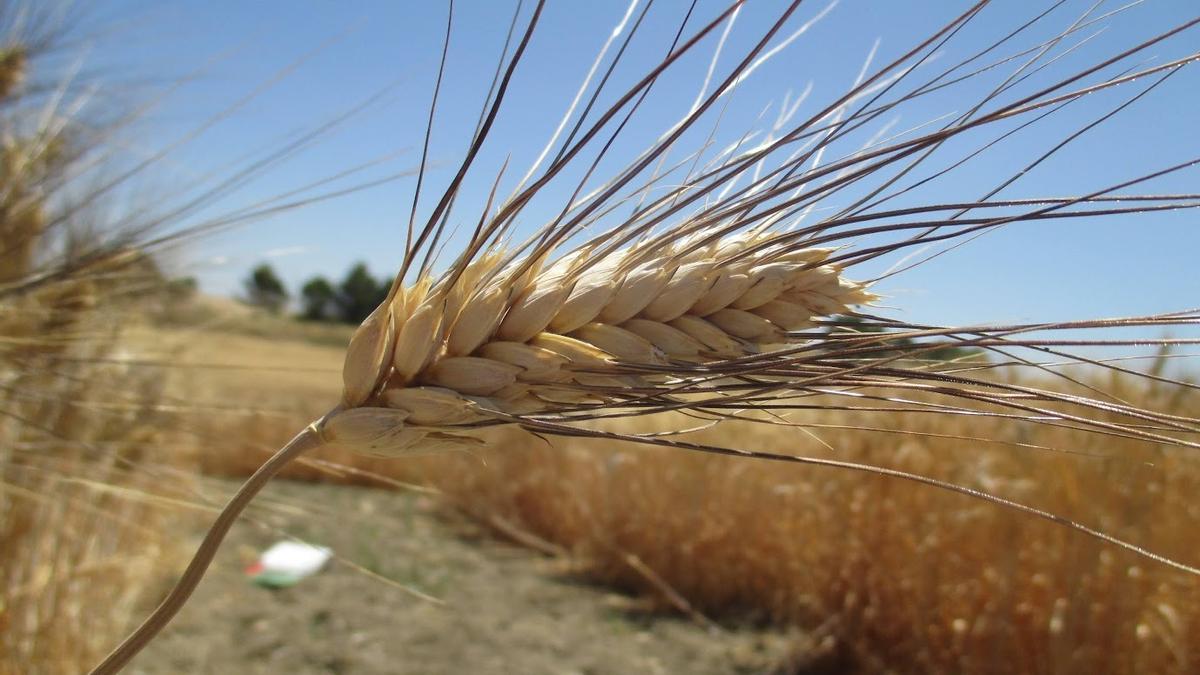 Imagen de archivo de un campo de cereales.