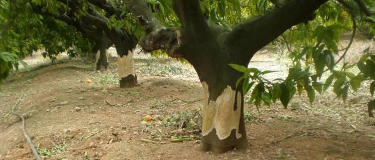 Los agricultores exigen intensificar el control sobre jabalíes y conejos