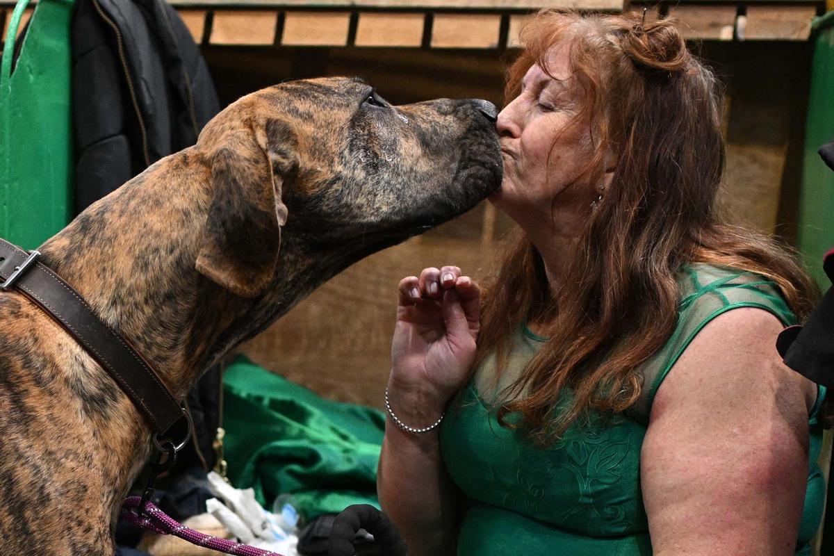 Exposición canina en el Centro Nacional de Exposiciones de Birmingham